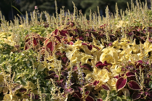コリウス(Coleus)