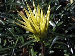 植物図鑑 写真:クンショウギク(勲章菊)