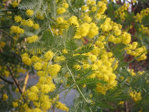 植物図鑑 写真:ギンヨウアカシア