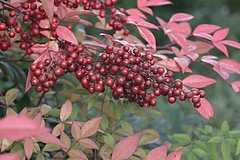 紅葉 −大阪城公園−