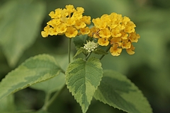 コバノランタナ(小葉のLantana)