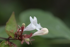 アベリア(Abelia)