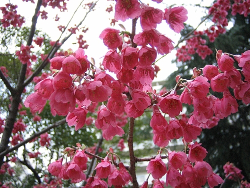植物図鑑 写真:カンヒザクラ