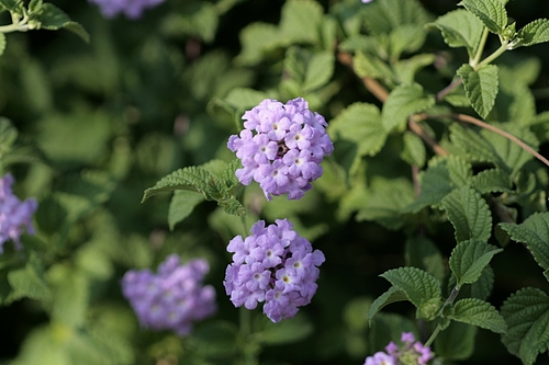 コバノランタナ(小葉のLantana)
