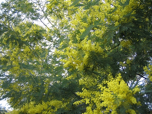 植物図鑑 写真:フサアカシア(ミモザ)