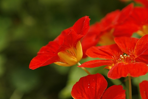 キンレンカ(金蓮花)