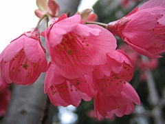 植物図鑑 写真:カンヒザクラ