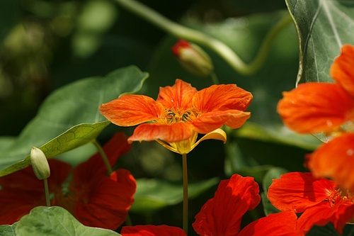 キンレンカ(金蓮花)