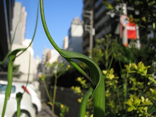 カラスビシャク(烏柄杓)