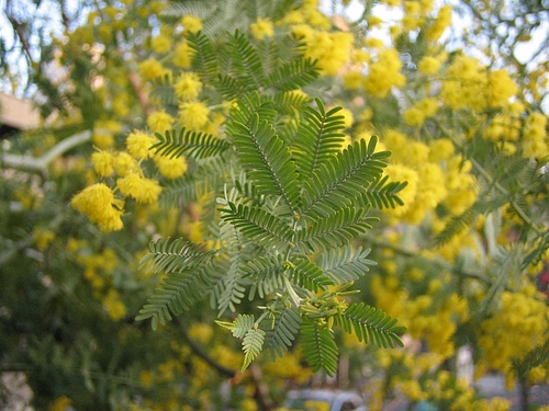 植物図鑑 写真:ギンヨウアカシア