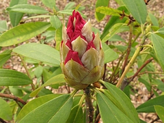 シャクナゲ (石楠花、石南花)