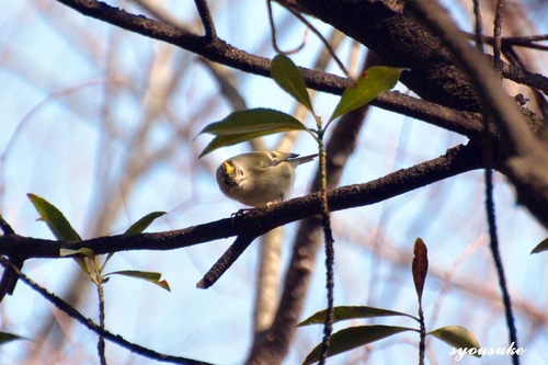 DSC_5709-tri