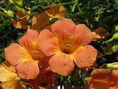 ノウゼンカズラ(凌霄花)