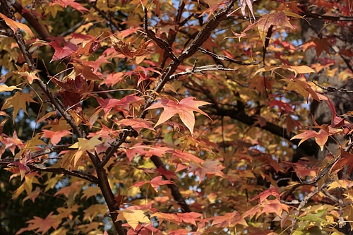 オオモミジ(大紅葉)