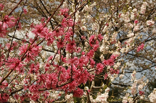 キクモモ(菊桃)