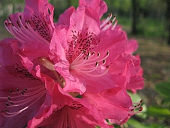 シャクナゲ (石楠花、石南花)