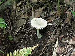 菌類
