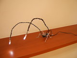 スパイダー
