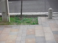 DSCF2271