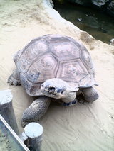 ウミガメ