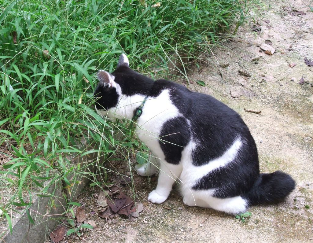 ねこ　©bbspink.com	YouTube動画>13本 ->画像>1160枚 