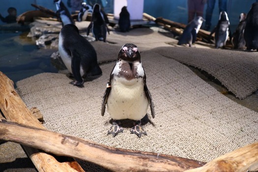 【ニフレル】ペンギン撮ってみた(※画像あり)