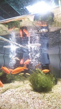 (´・ω・`)綺麗になった水槽みて(※画像あり)