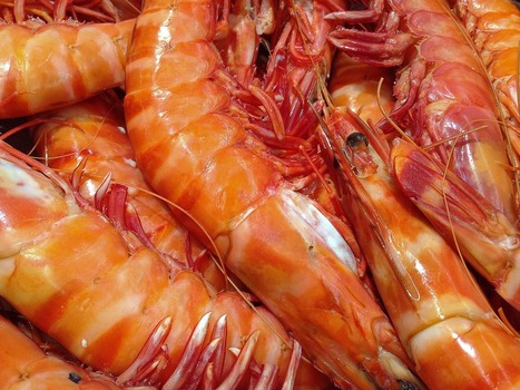 海老をむくワイ「なんやこれ虫やんけ…」海老を食うワイ「なんやこれ美味やんけ…」 →