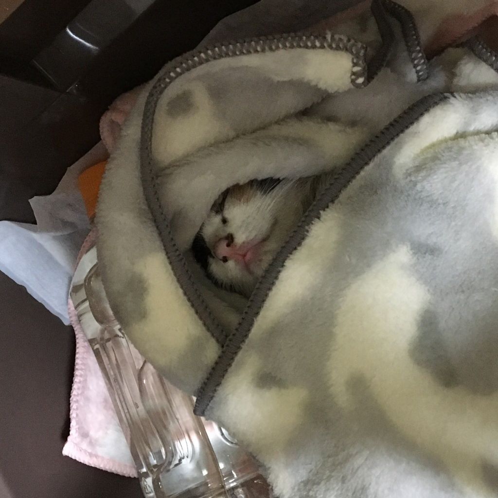子猫を拾ってから1ヶ月経った(※画像あり)