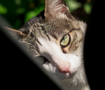 猫に好かれる体質なんだが・・・