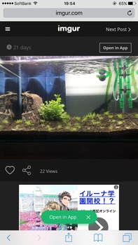アクアリウム初めて1ヶ月経ったｗｗｗ　→　エビを３０匹入れた結果ｗｗｗ（※画像あり）