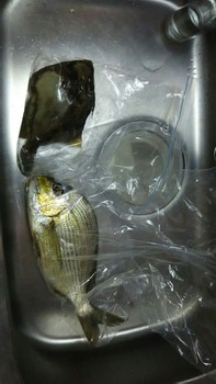 家の前でお魚釣れた(※画像あり)