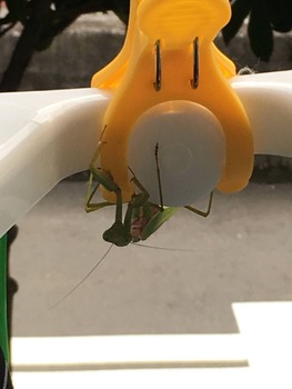 【悲報】ワイ、カマキリに好かれて付きまとわれる(※画像あり)