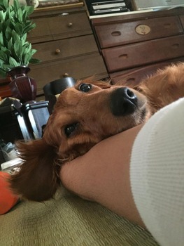 【仲良し犬猫】ワイのイッヌ、腕枕で恋人気分(※画像あり)