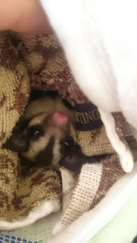 フクロモモンガ飼ってるけど興味ある?(※画像あり)