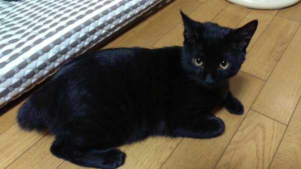 うちの黒猫みる?(※画像あり)