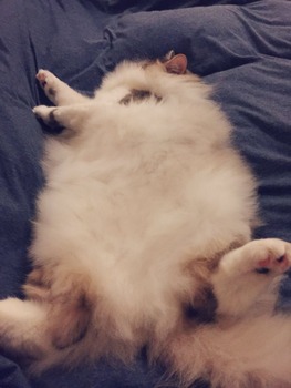 俺ん家の猫、デカ過ぎるwww(※画像あり)