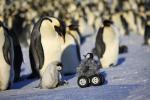 【画像】ペンギンロボット作って皇帝ペンギンの群れに突撃させた結果ｗｗｗｗｗｗｗ
