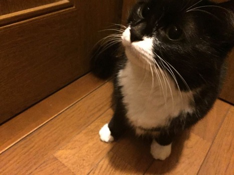 うちの猫どう思う?(※画像あり)