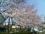 桜4