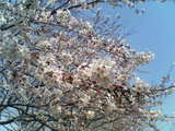 桜3