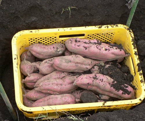 サツマイモの土中保管を考えてみる ともぞうの日本の週末農業考察ぶろぐ