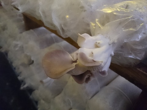 雪茸(ユキタケ)滋賀竜王健康農園ビタミン村産 旬縁館 (8)