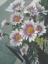 6c68020f.jpg