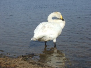 ウトナイ湖2