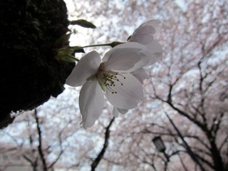 桜