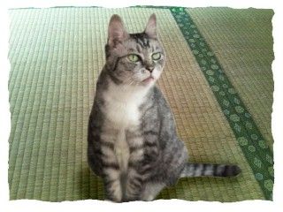 猫吉 家