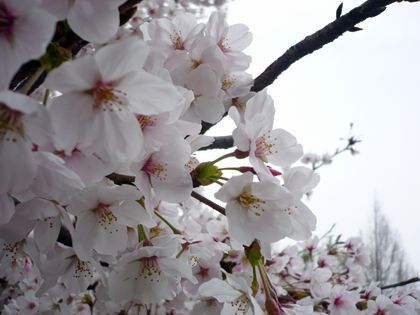2012.4.5