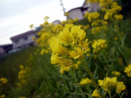 2010.8.20.菜の花