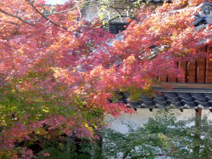 2010.11.18.紅葉